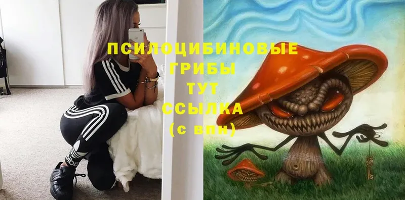 Галлюциногенные грибы Cubensis  Калининград 